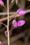 Scalloped milkwort